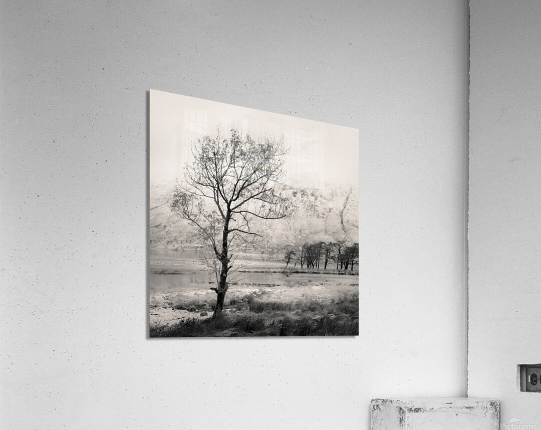 Loch Etive Tree Acrylic Print
