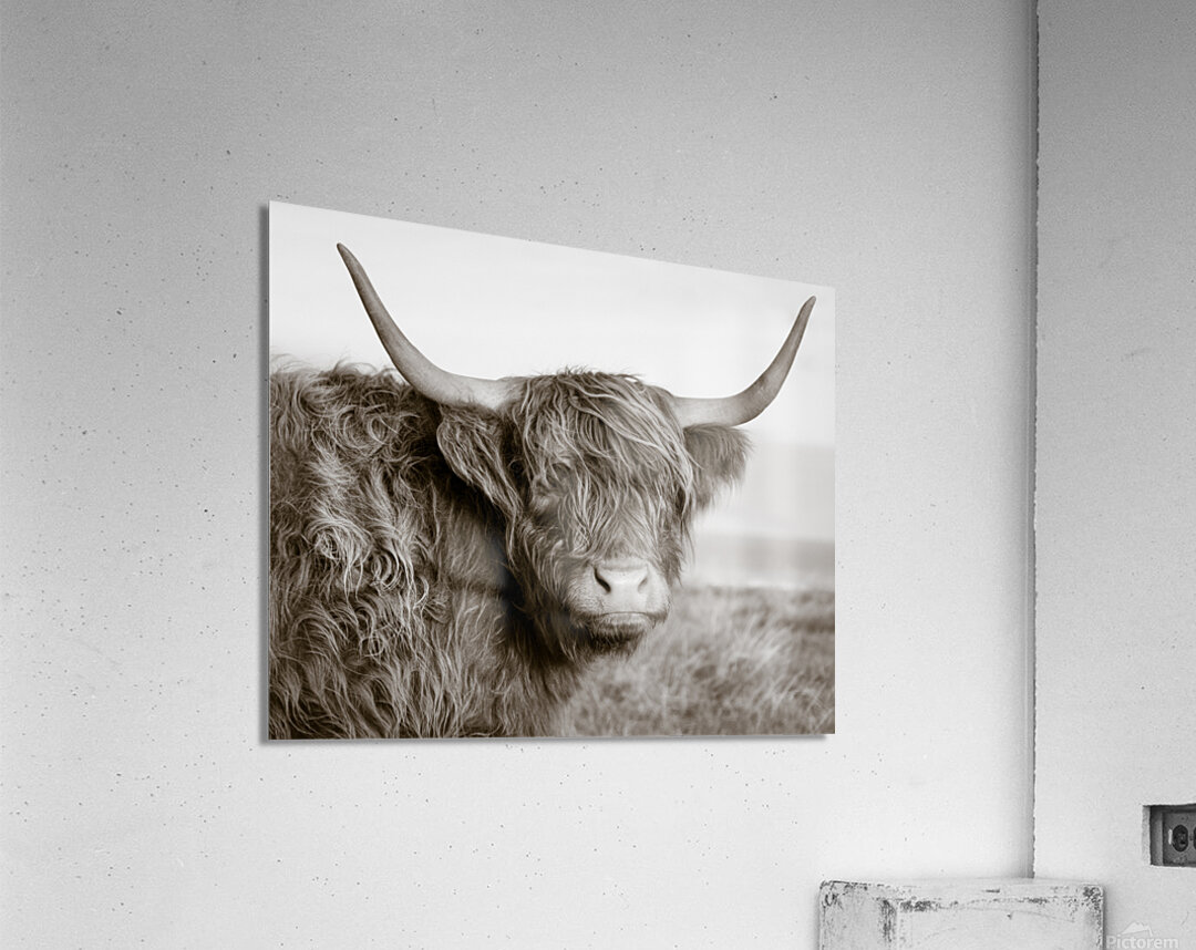 Highland Coo Acrylic Print