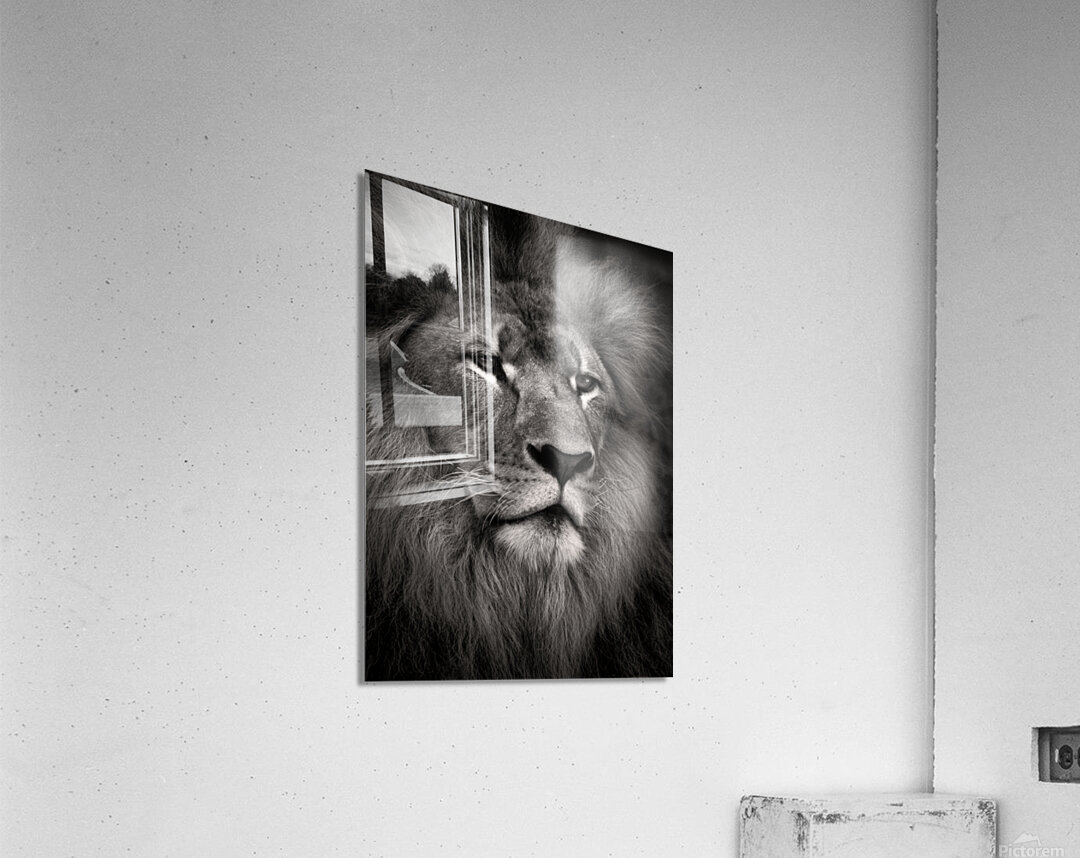 Lion Acrylic Print