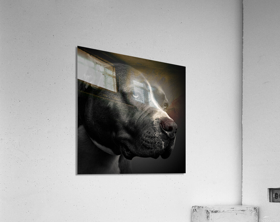 Big Fella Acrylic Print