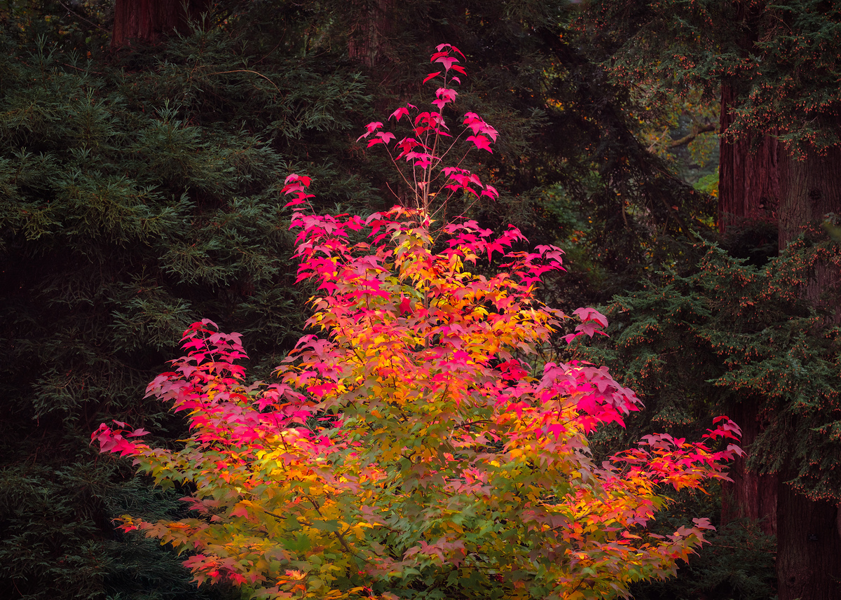 Impression de cadre personnalisé
