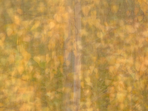 Whispering Leaves by Dave Bowman