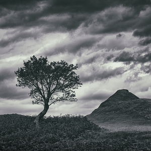 Assynt Tree