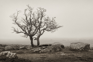 Dartmoor Solitude by Dave Bowman