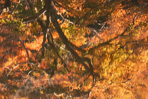 Shinjuku Gyoen Autumn Reflection