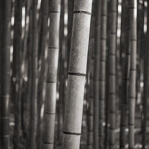 Arashiyama Bamboo
