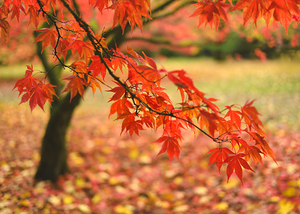 Autumn Japanese Maple