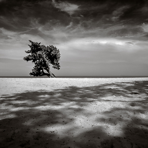 Beach Tree