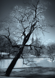 Winter in Central Park