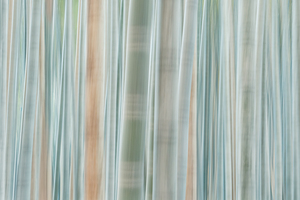 Bamboo Forest 