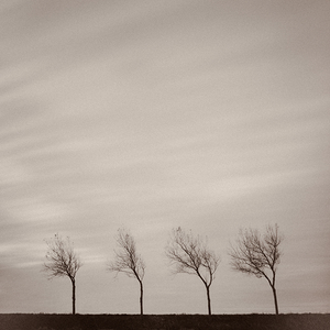 Four Trees by Dave Bowman