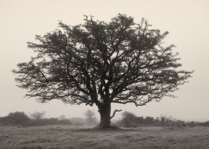 Exmoor Tree