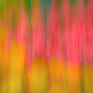 Tulips in Motion