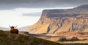 Highland Coo with a View