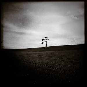 Field Tree