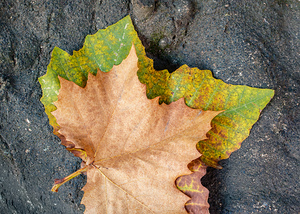 Two Autumn Leaves