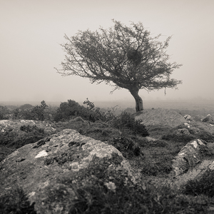 Dartmoor Tree