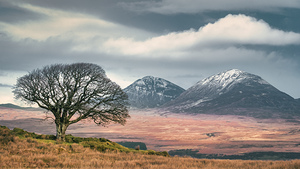 DBP Paps of Jura POD