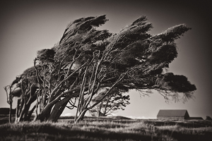 Windswept Trees