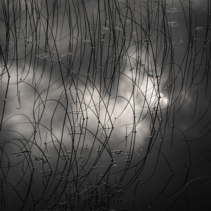 Reeds and Clouds by Dave Bowman