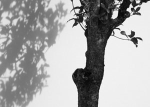 Nijo Castle Tree by Dave Bowman