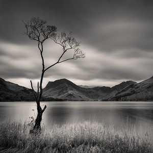 Buttermere Tree
