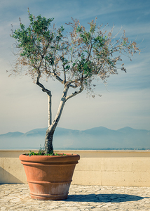 Olive Tree