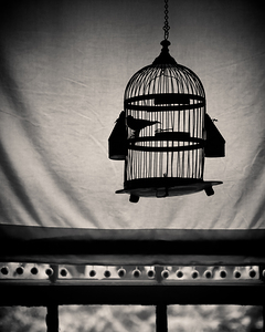Birdcage