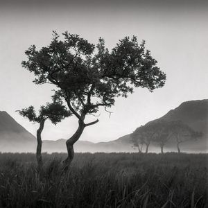 Crummock Water Tree