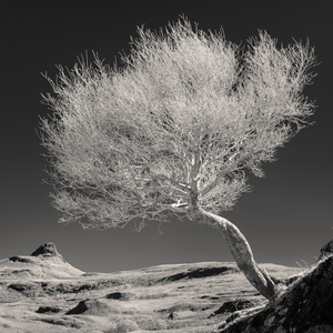 Highland Tree and Peak