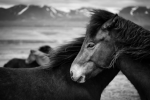 Icelandic Horses