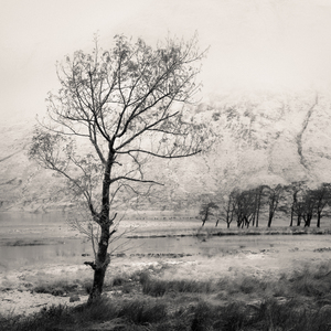 Loch Etive Tree