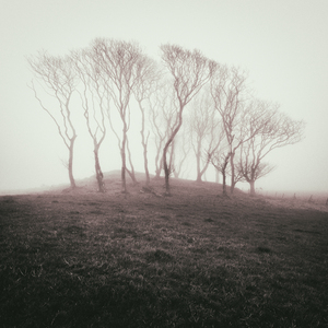 Misty Trees