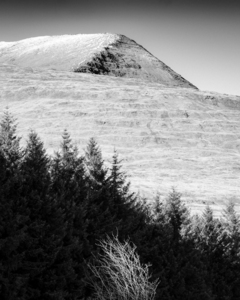 Mull Trees and Peak