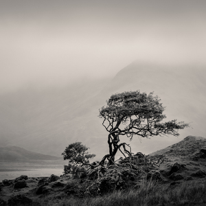 Skye Tree