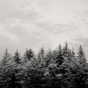 Snowcapped Firs