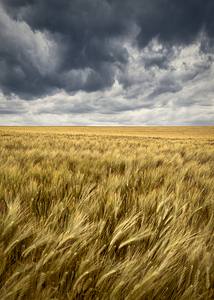 Storm Clouds Over Barley Field