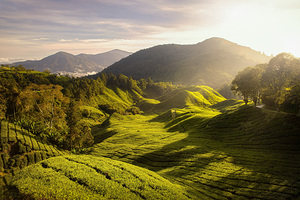 Tea Plantation Sunrise