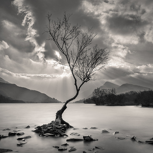 The Lonely Tree
