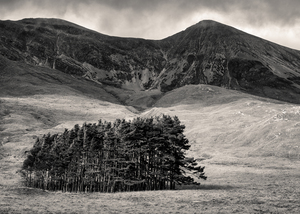 Torridon Trees