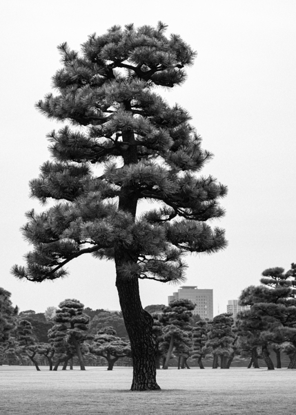 Japanese Black Pine Tree Print
