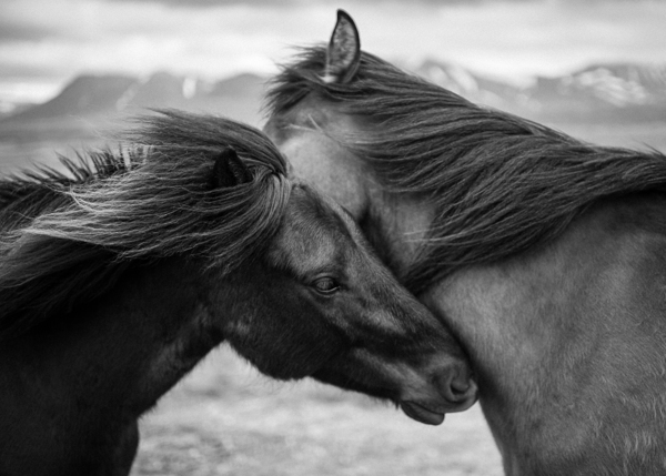 Wild Icelandic Horses Print