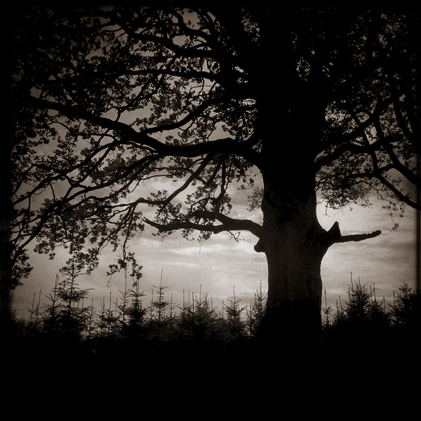 As the Day Fades Print