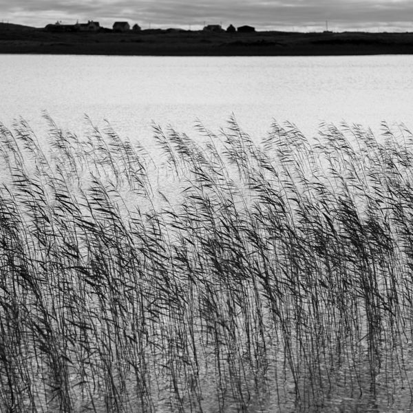 Uist Reeds Print