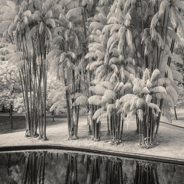 KLCC Park Bamboo Print