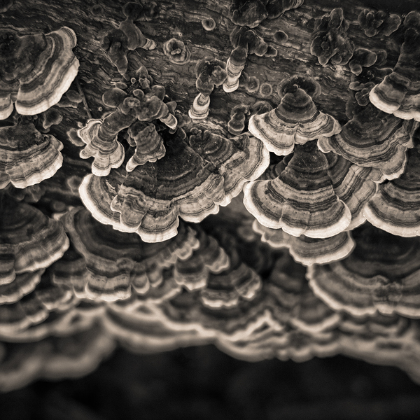 Bracket Fungi Print