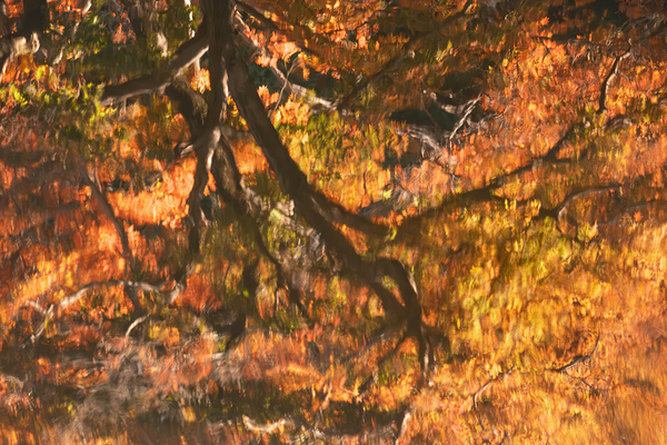 Shinjuku Gyoen Autumn Reflection Print