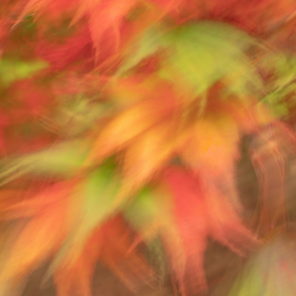 Autumn Collage Print