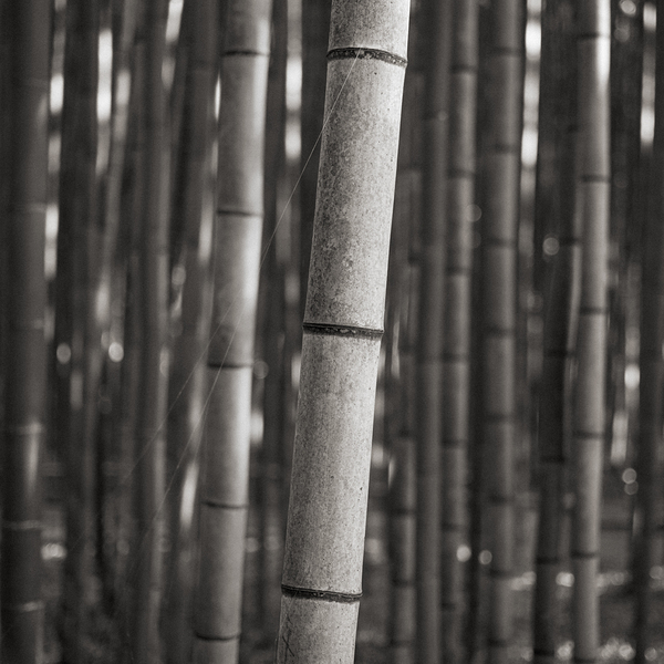 Arashiyama Bamboo Print
