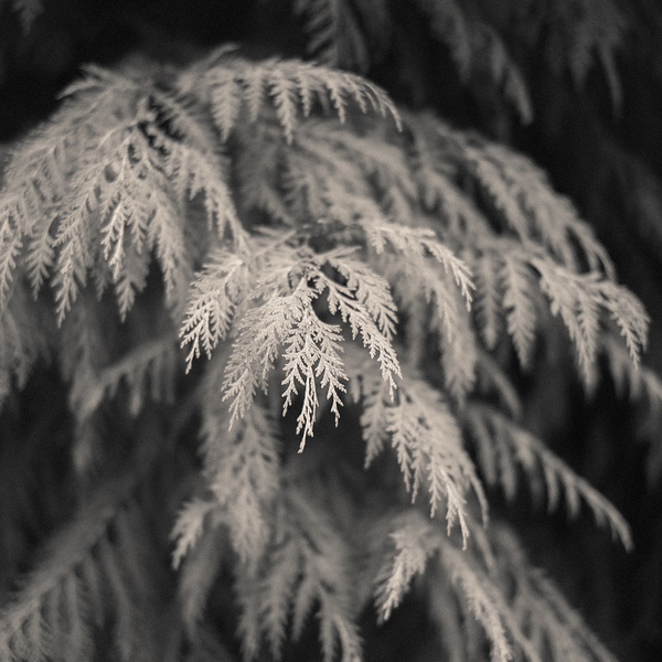 Cypress Leaves Print